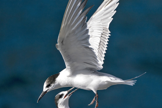 Common Tern