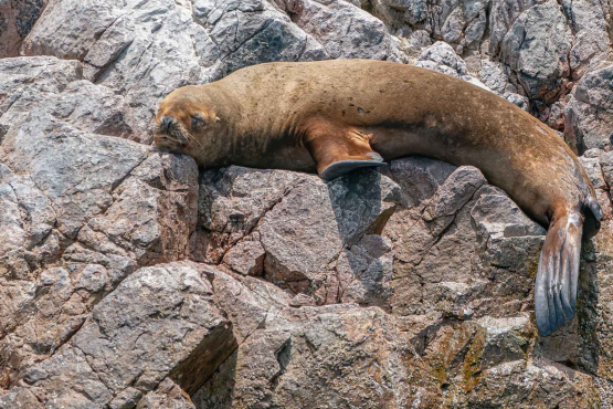 South American Sea Lion