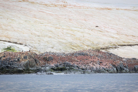 Algae Ice Doumer Island