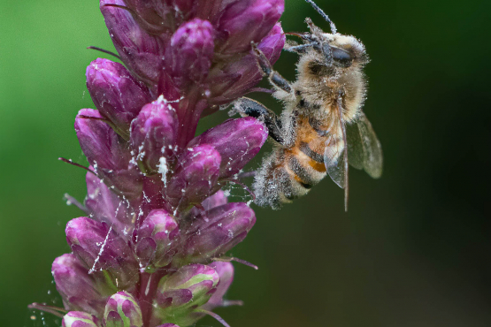 Honey Bee