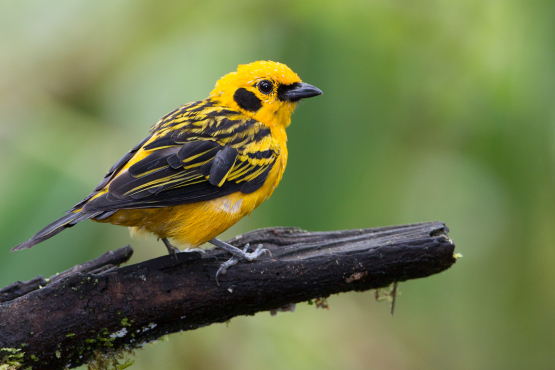 Golden Tanager