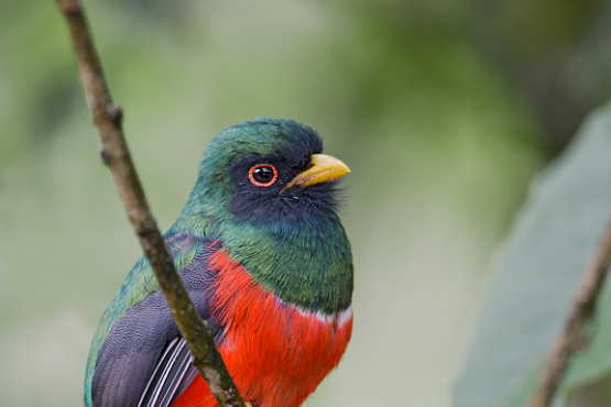 Masked Trogon