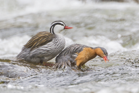 Torrent Duck