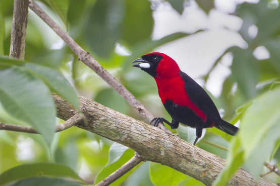 Masked Crimson Tanager