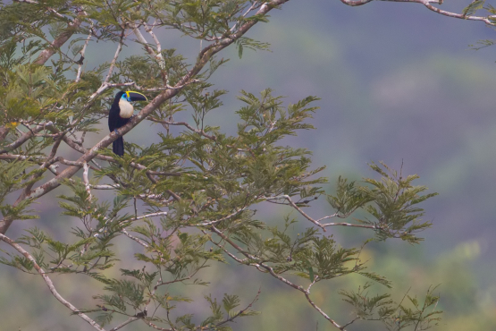 White-throated Trogon