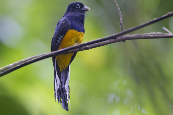 Amazonian White-tailed Trogon