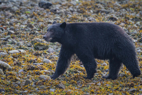 Black bear