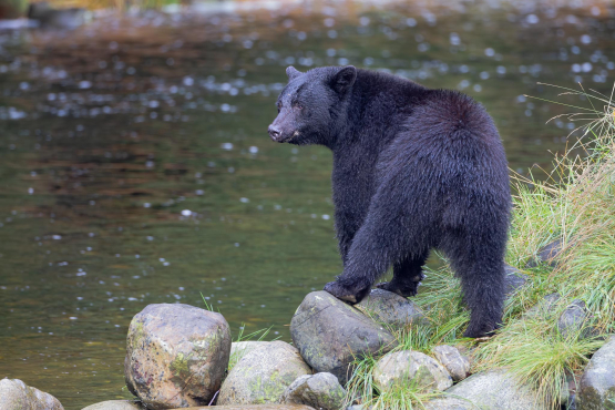 Black Bear