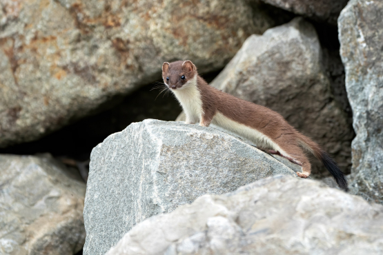 Short-tailed Weasel