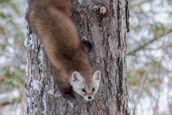 Pine Marten