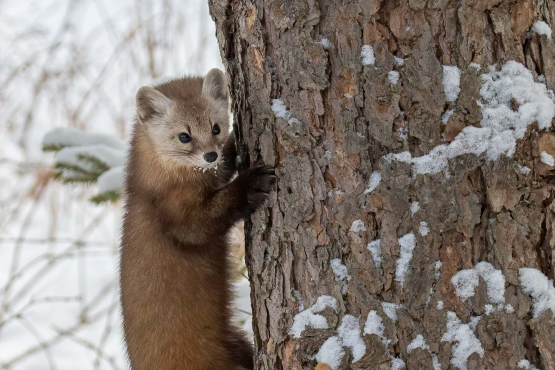 Pine Marten