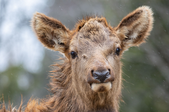 ELK