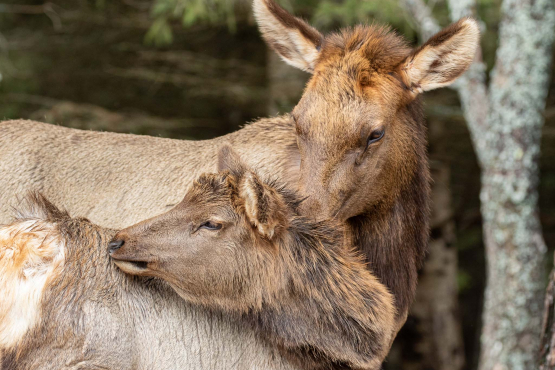 Elk