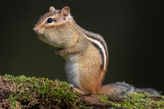 Eastern Chipmunk