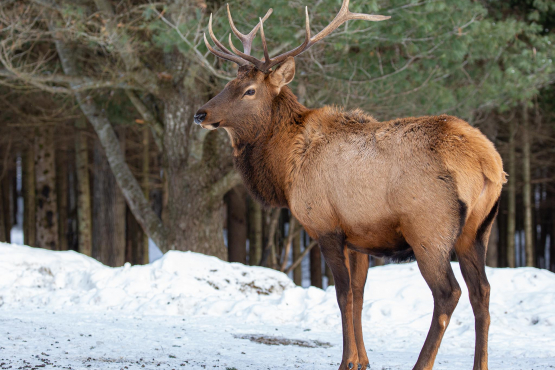 Elk