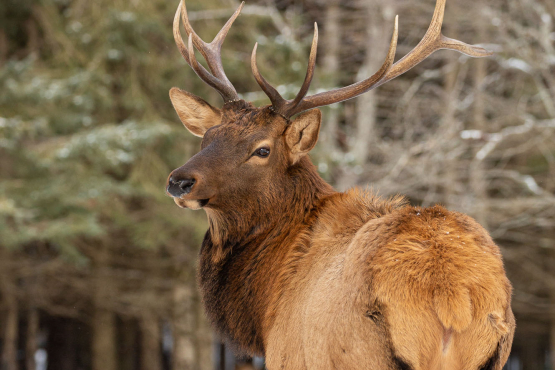 Elk