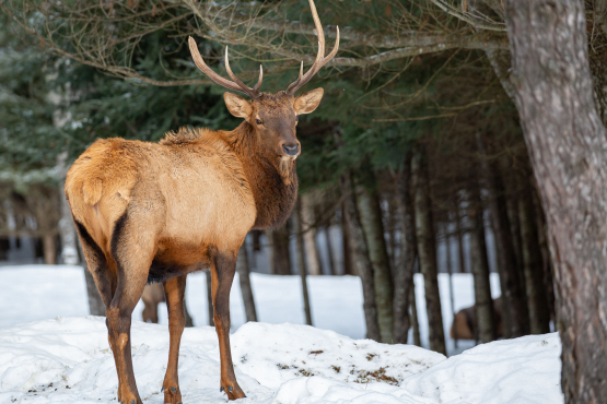 Elk