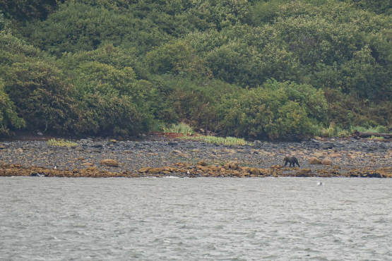 Kodiak bear