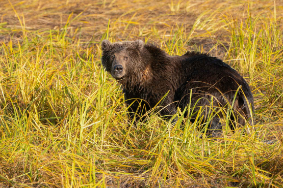 Kodiak Bear