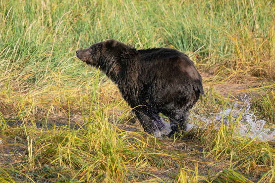 Kodiak Bear