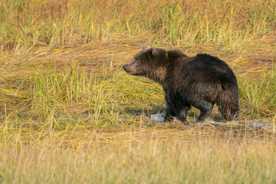 Kodiak Bear