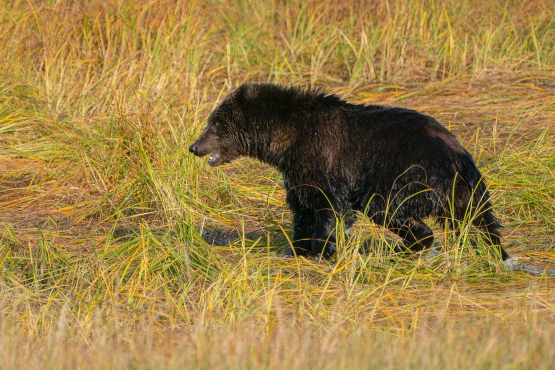 Kodiak Bear