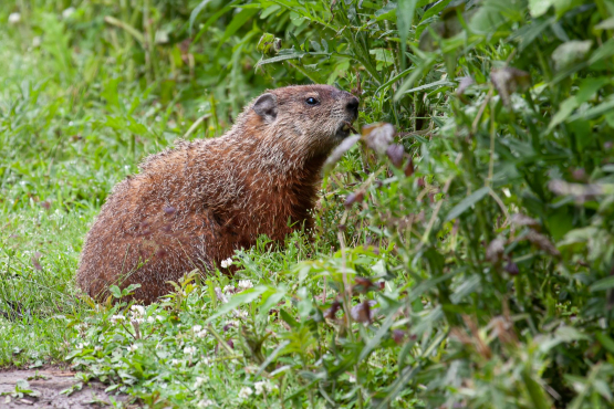 Groundhog