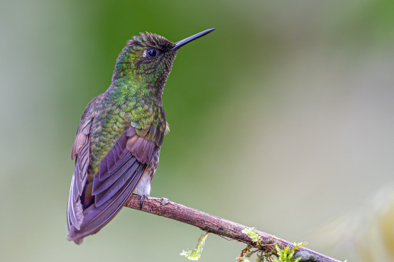 Buff-tailed Coronet