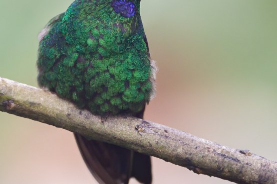 Buff-winged Starfrontlet