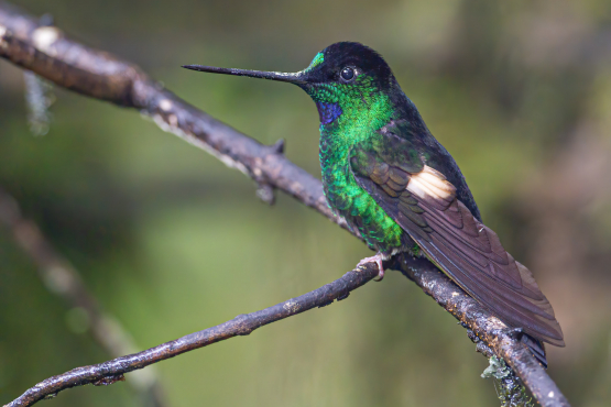 Buff-winged Starfrontlet