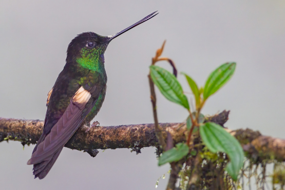 Buff-winged Starfrontlet