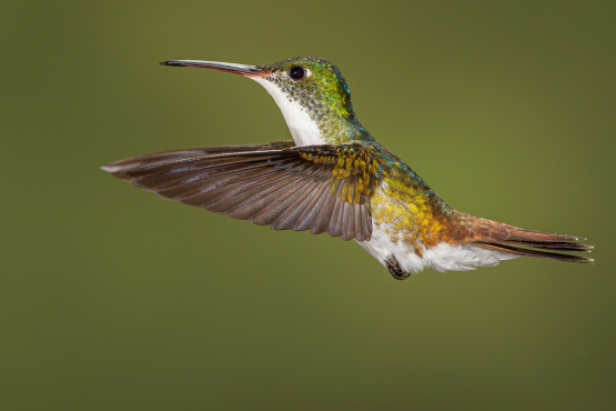 Andean Emerald