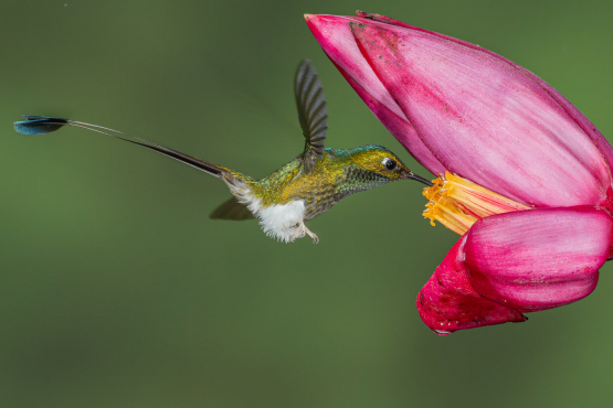 Booted Racket-tail