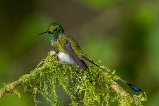 Booted Racket-tail