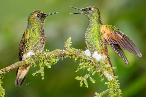 Buff-tailed Coronet