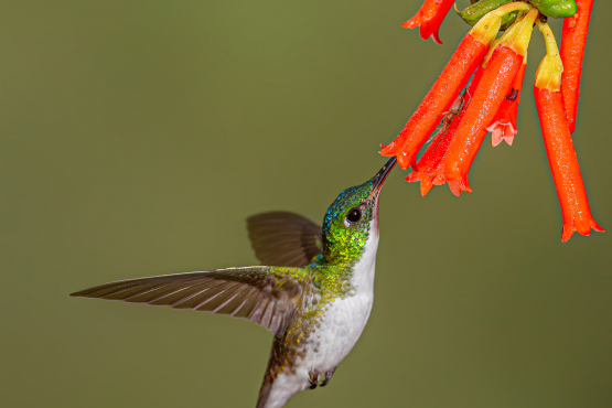 Andean Emerald