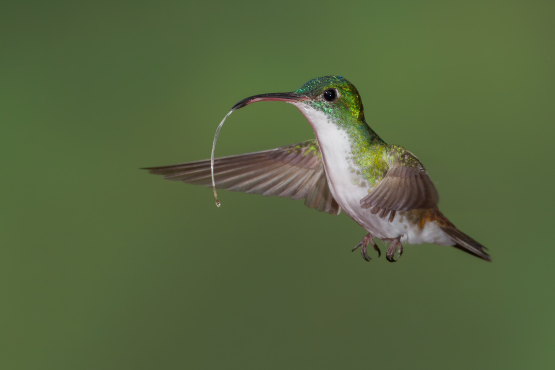 Andean Emerald