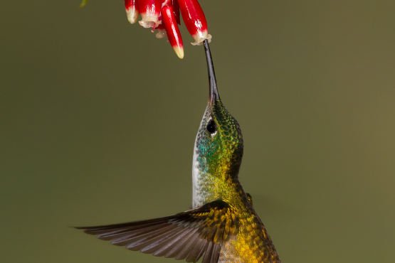 Andean Emerald