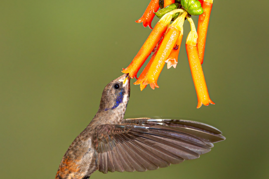 Brown Violetear