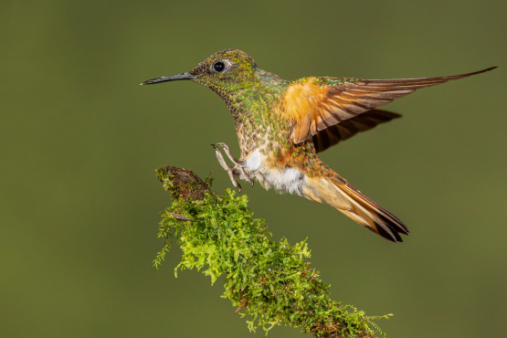 Buff-tailed Coronet