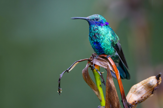 Sparkling Violetear