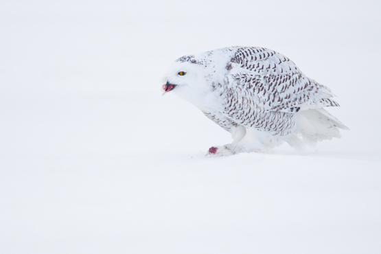 SNOW