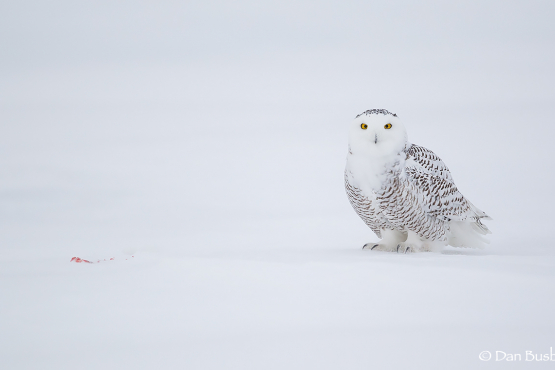 SNOW