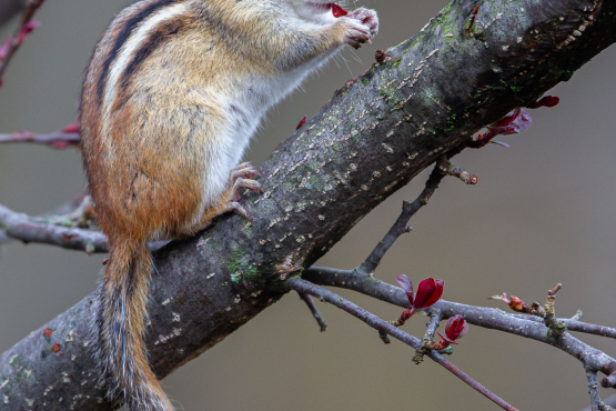 Eastern Chipmunk