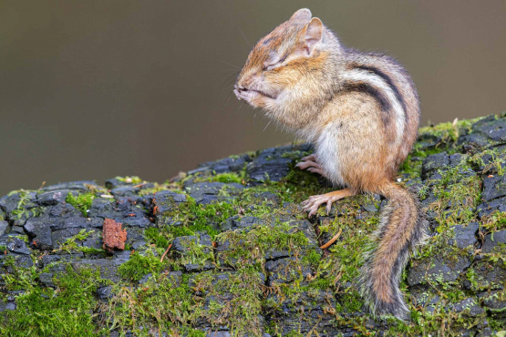 Eastern Chipmunk