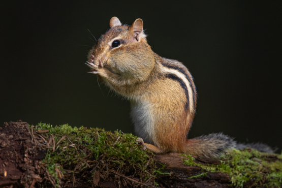 Eastern Chipmunk