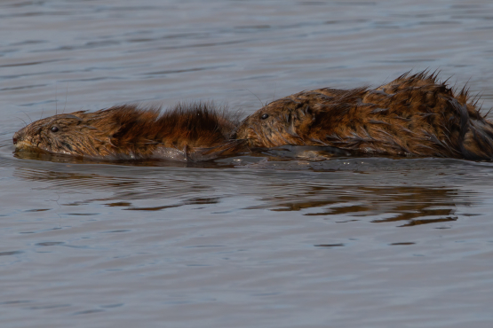 Muskrat