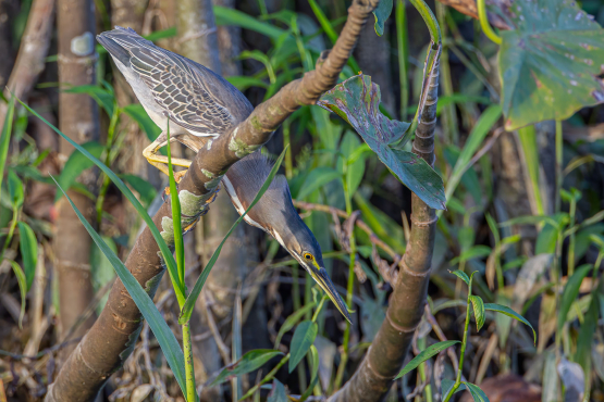 Striated Heron