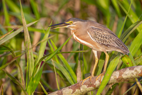 Striated Heron