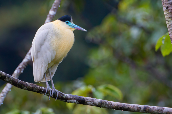 Capped Heron